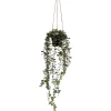 Eukalyptusköynnös Kotikulta 65 cm
