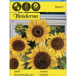Isoauringonkukka Waooh siemen Bröderna Nelsons