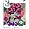 Isosilkkikukka siemen Nelson Garden Basic väriseos