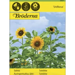 Jättiauringonkukka Uniflorus siemen Bröderna Nelsons