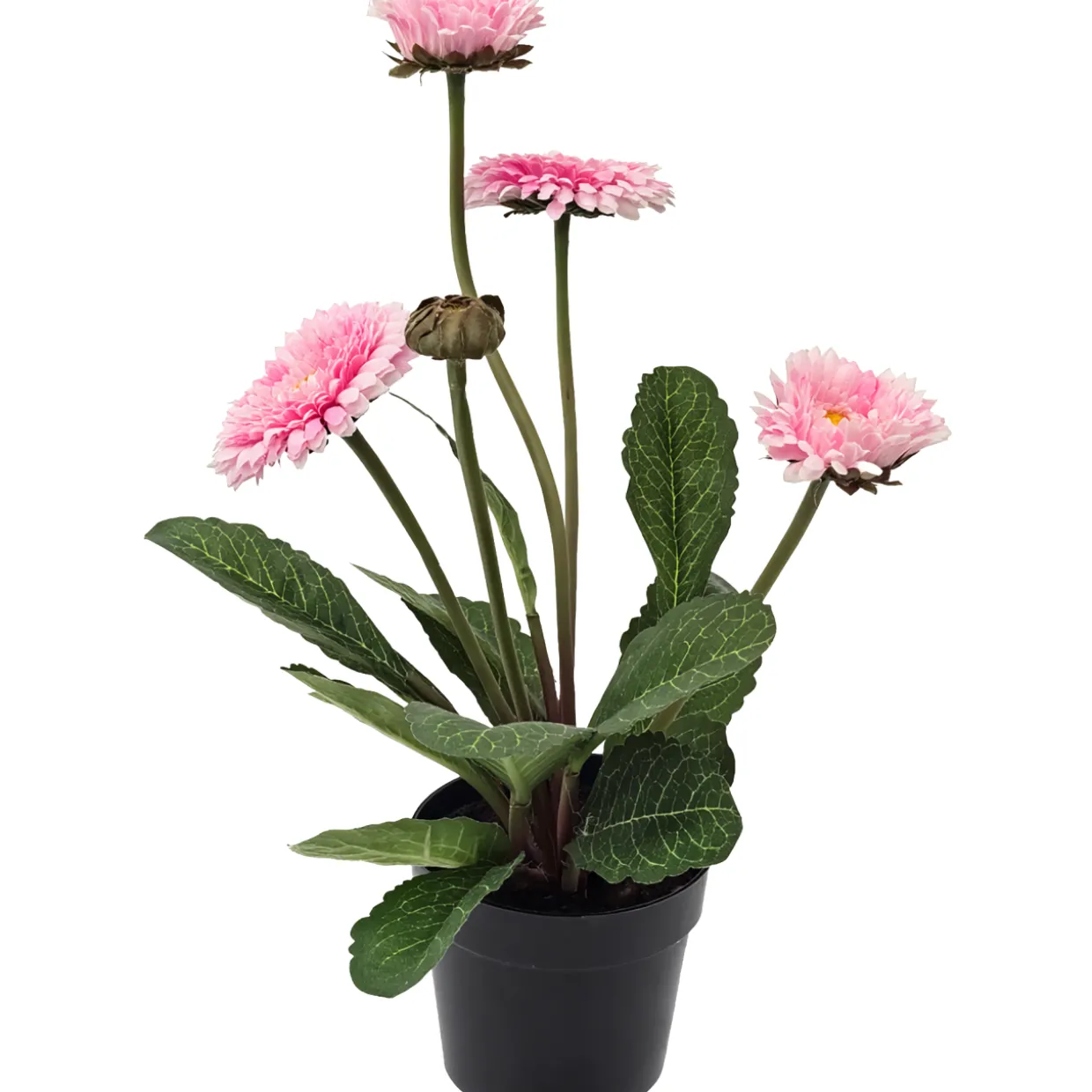 Kaunokainen Kotikulta 30 cm