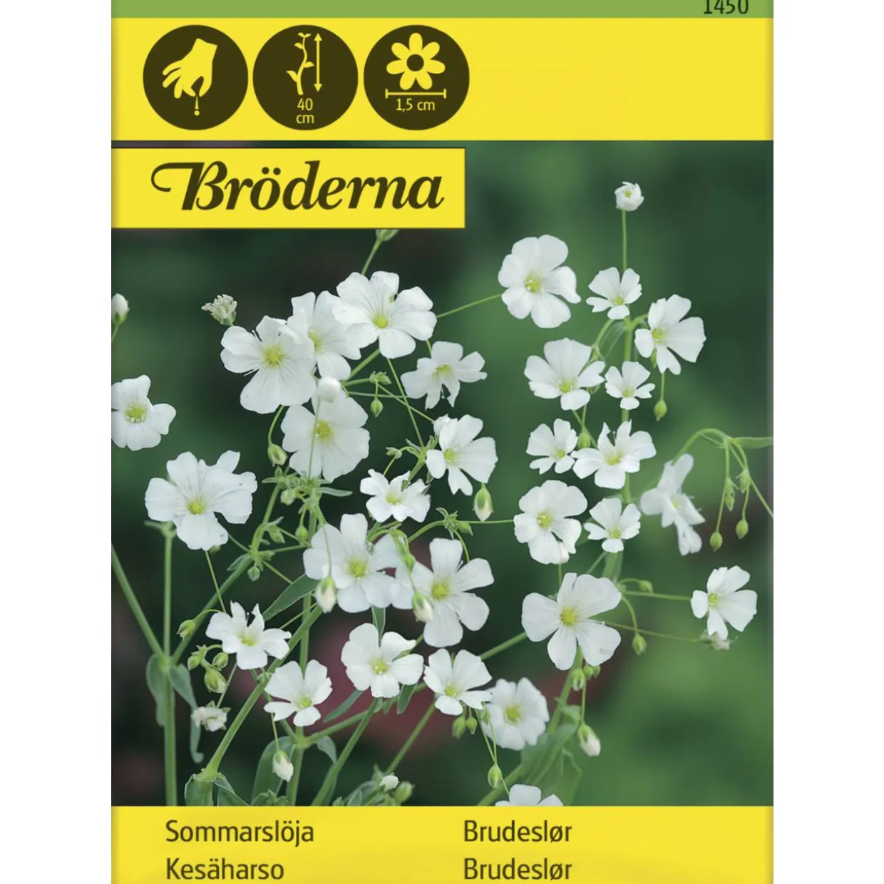 Kesäharso siemen Bröderna Nelsons