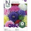 Kiinanasteri siemen Nelson Garden Basic Semi väriseos