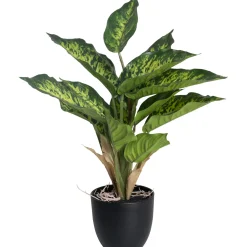 Kirjovehka Kotikulta 36 cm ruukussa