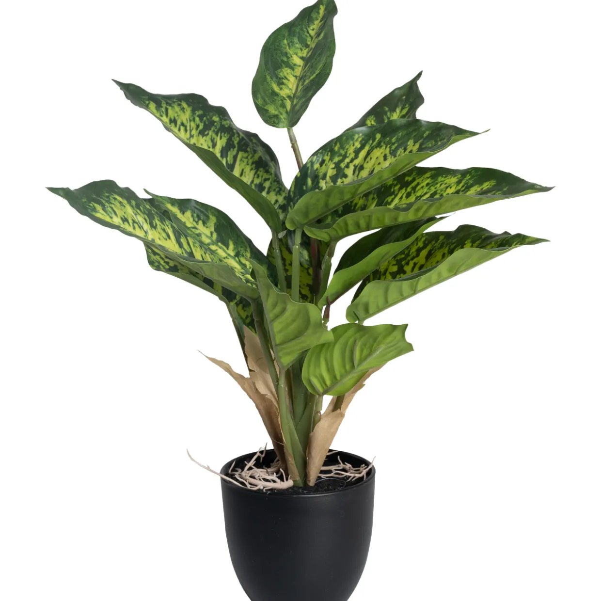 Kirjovehka Kotikulta 36 cm ruukussa