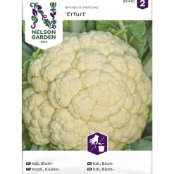 Kukkakaali siemen Nelson Garden Basic Erfurt