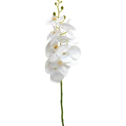 Orkideaoksa Kotikulta 94 cm valkoinen