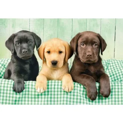 Palapeli Clementoni 1000 palaa Three Labrador