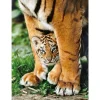 Palapeli Clementoni 500 palaa Tiger