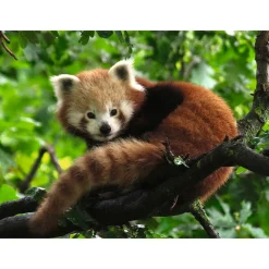 Palapeli Ravensburger Red Panda 500 palaa