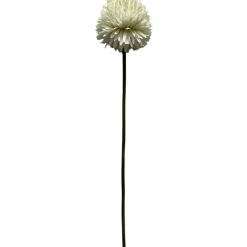 Pallokrysanteemi Kotikulta 62 cm