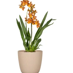 Ruukku Scheurich 842/19 cm beige