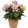 Ruusubegonia Kotikulta 26 cm pinkki