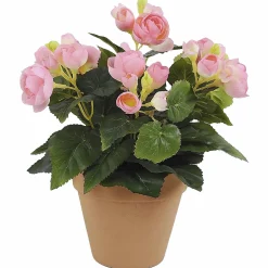 Ruusubegonia Kotikulta 26 cm pinkki