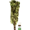 Saunavihta + Eukalyptus-saunatuoksu 10 ml