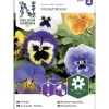 Tarhaorvokki siemen Nelson Garden Basic Florist Strain jättiläinen