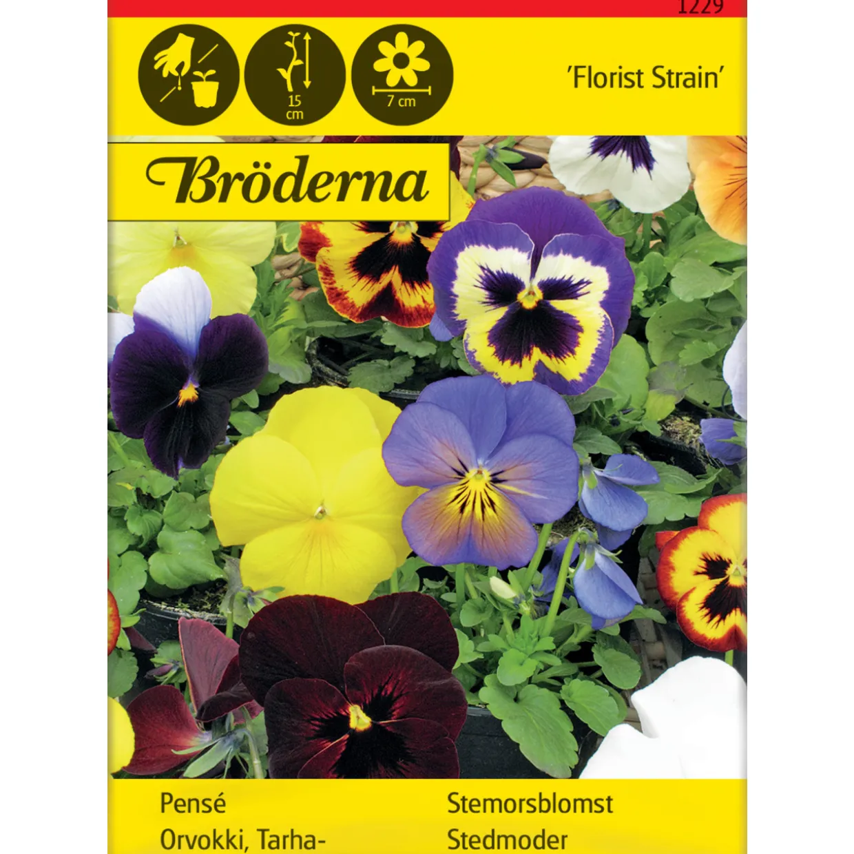 Tarhaorvokki Florist Strain Jättiläi siemen Bröderna Nelsons