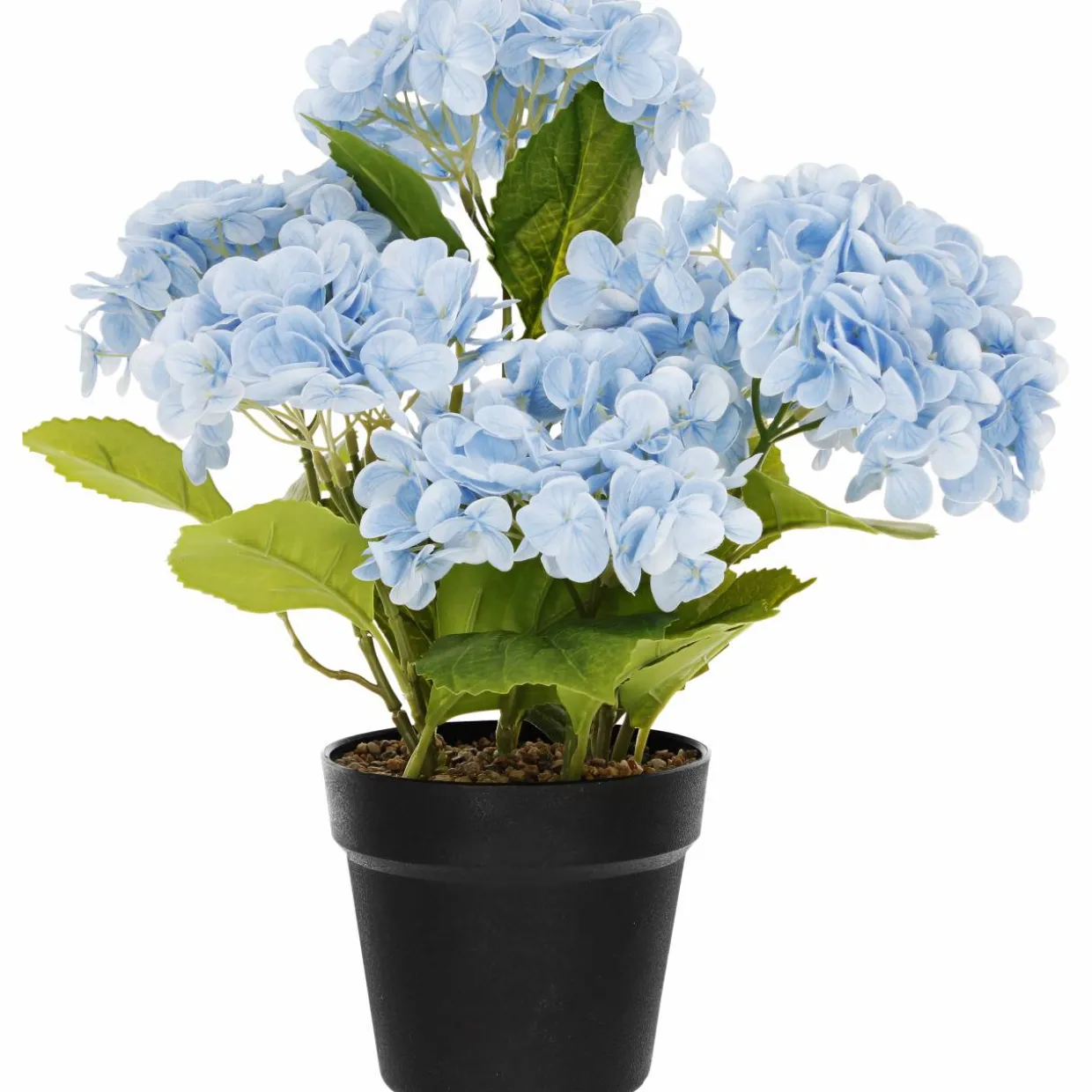 Terassihortensia Kotikulta 42 cm