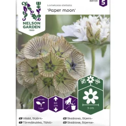 Tähtitörmäkukka siemen Nelson Garden Basic Paper moon