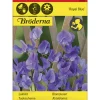Tuoksuherne Royal Blue siemen Bröderna Nelsons