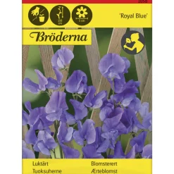 Tuoksuherne Royal Blue siemen Bröderna Nelsons